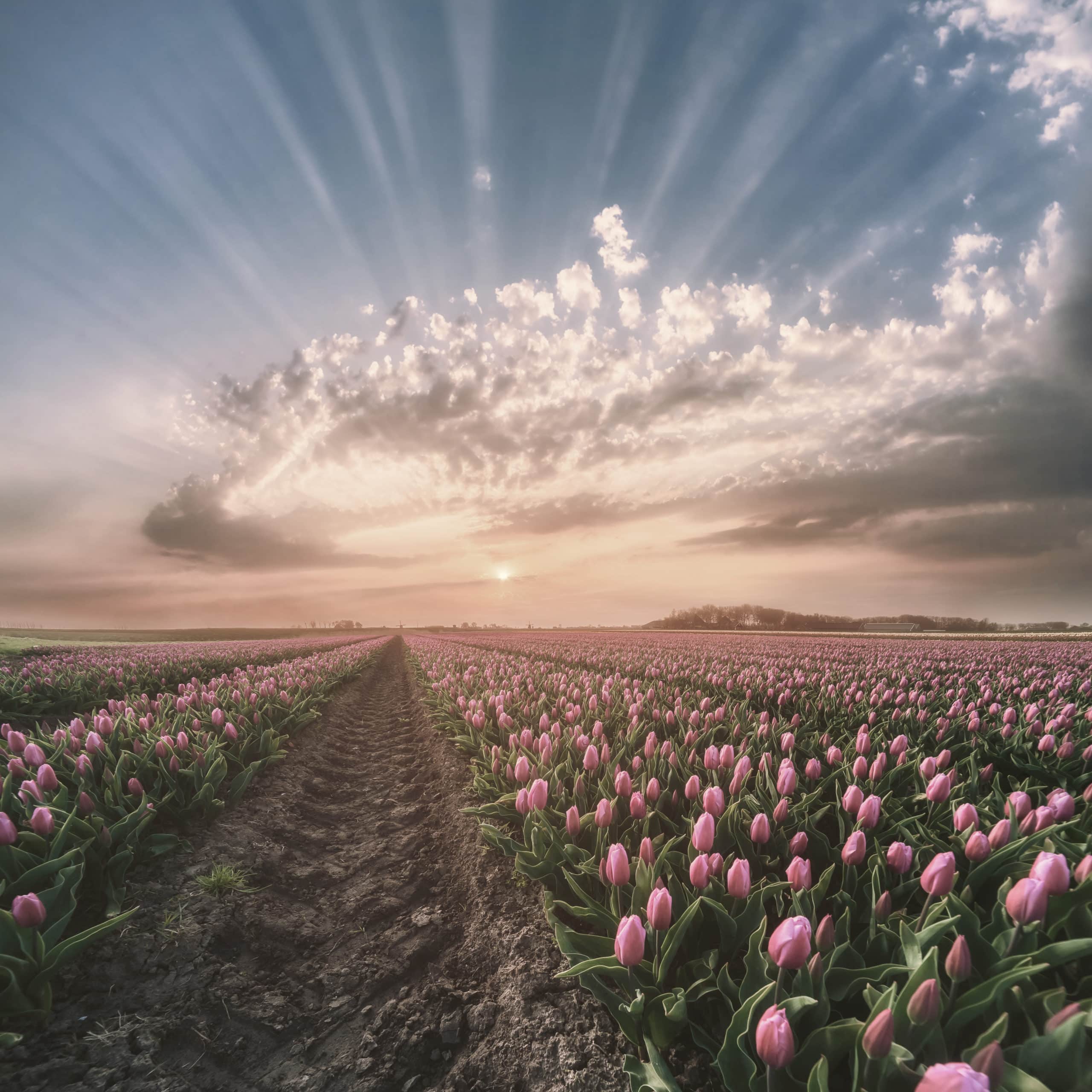 Fotografie Ploeg Benelux B.V. Mooiste bloemenvelden tulpen 1 scaled