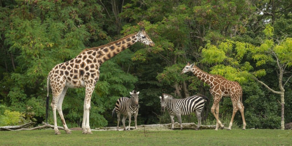 15-tips-voor-het-fotograferen-in-de-dierentuin-giraf-zebra