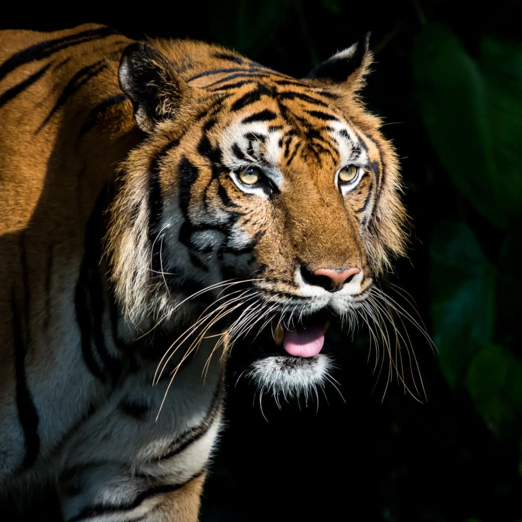 15-tips-voor-het-fotograferen-in-de-dierentuin-tijger