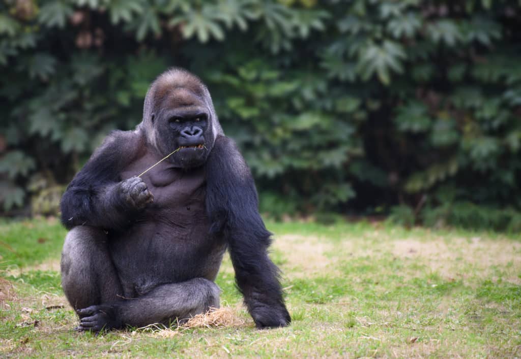 15-tips-voor-het-fotograferen-in-de-dierentuin-gorilla
