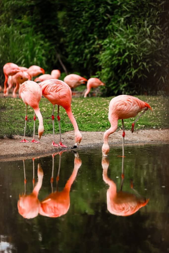 15-tips-voor-het-fotograferen-in-de-dierentuin-flamingos