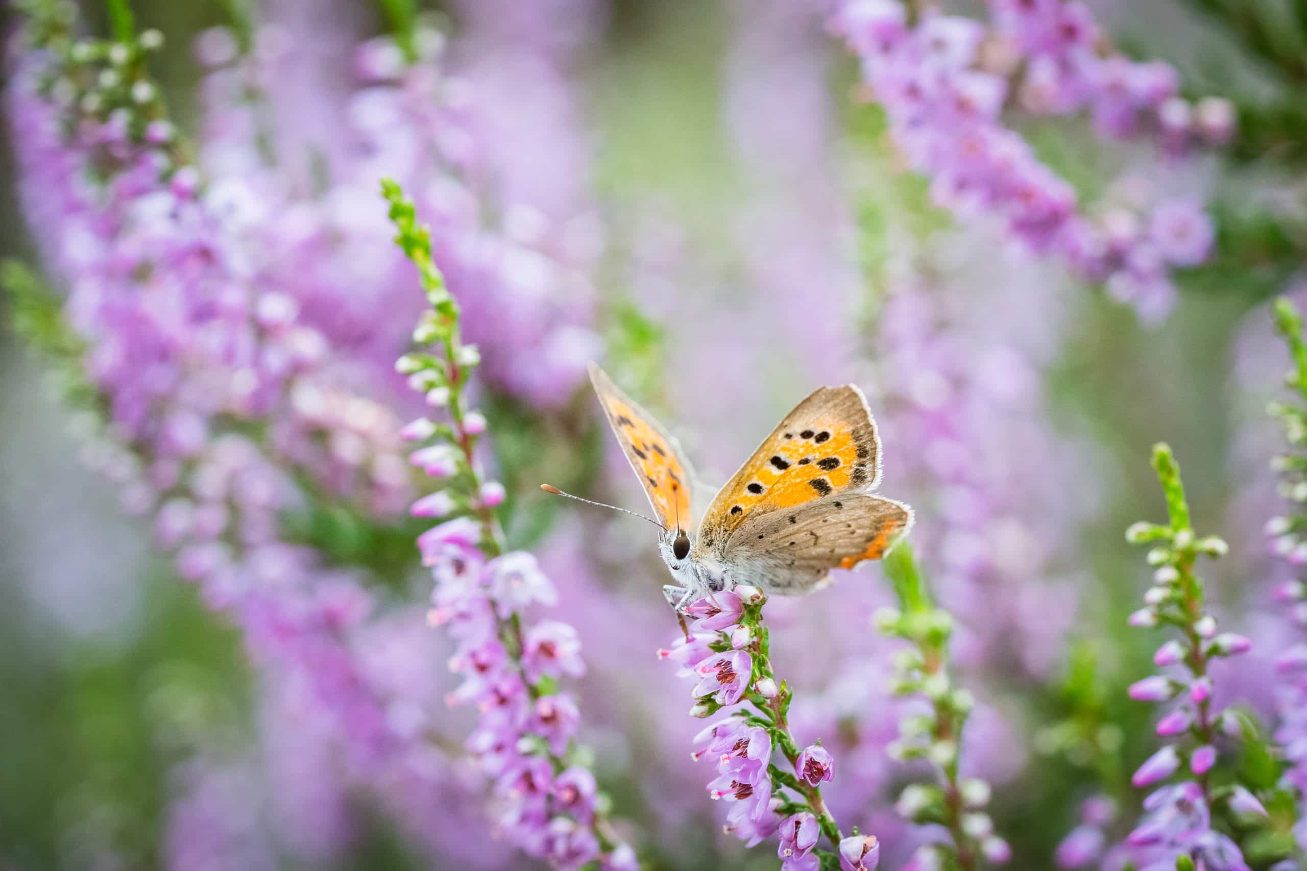 Fotografie Ploeg Benelux B.V. Heide fotograferen vlinder scaled