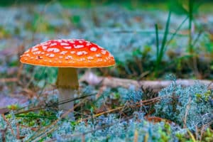 Fotografie Ploeg Benelux B.V. 10 Ideeën om te fotograferen in de herfst paddenstoel