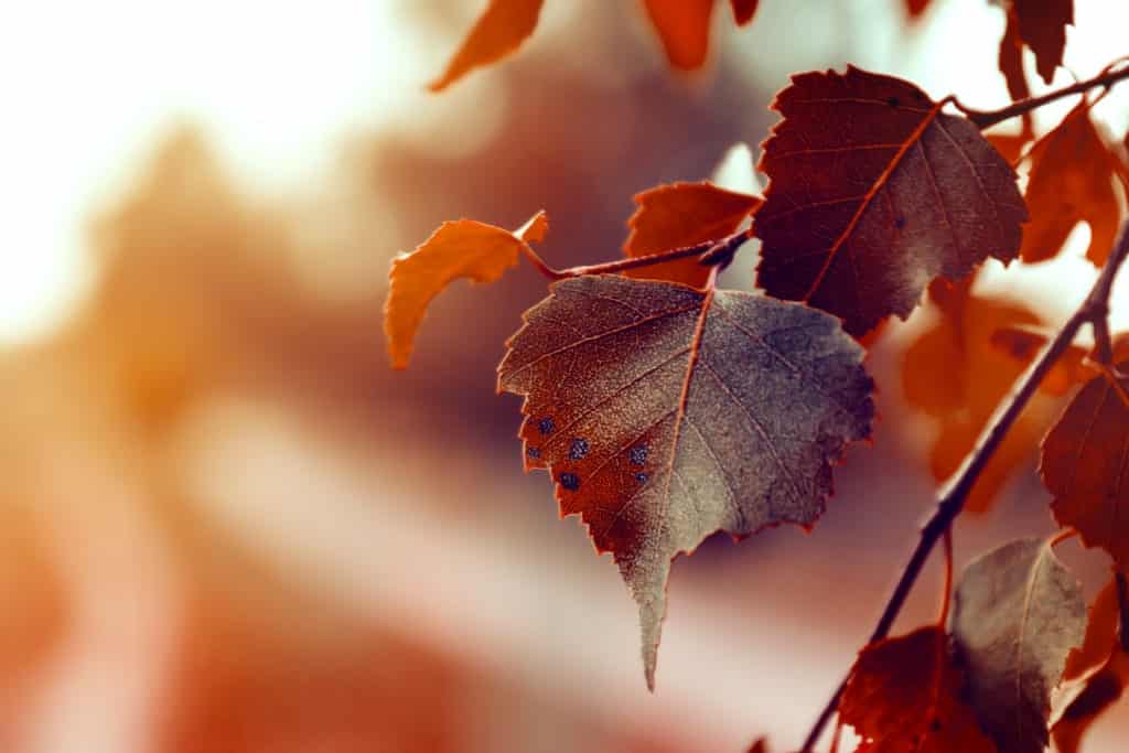 Fotografie Ploeg Benelux B.V. beautiful autumn leaves autumn red background sunny daylight horizontal