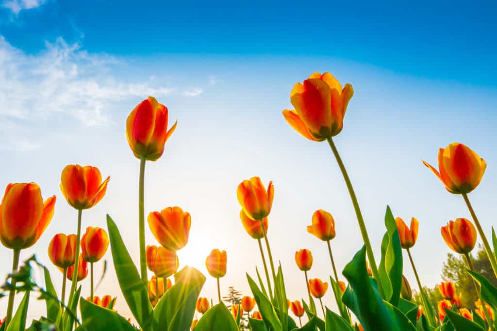 Fotografie Ploeg Benelux B.V. beautiful bouquet tulips spring season 1