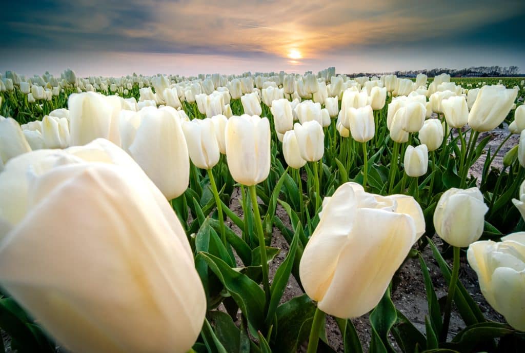Fotografie Ploeg Benelux B.V. beautiful shot field white tulip flowers during sunset