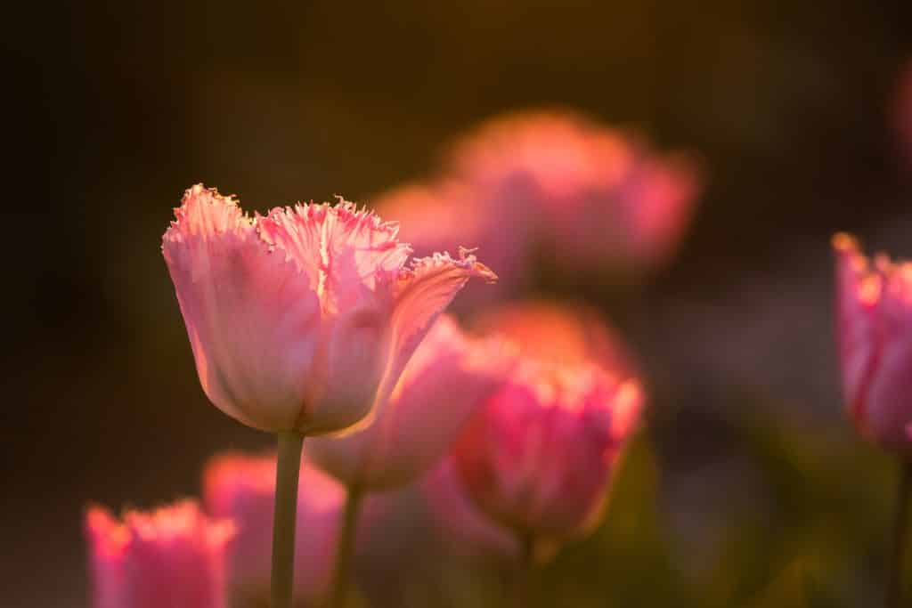 Fotografie Ploeg Benelux B.V. beautiful shot pink tulips field 1
