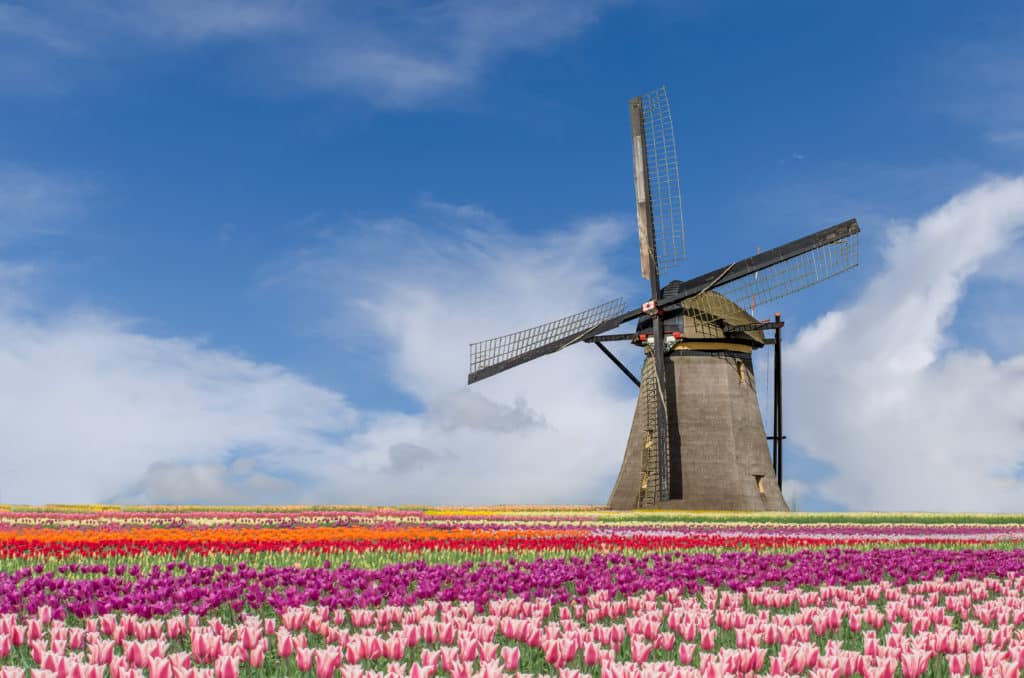 Tulpen fotograferen op de mooiste velden in Nederland