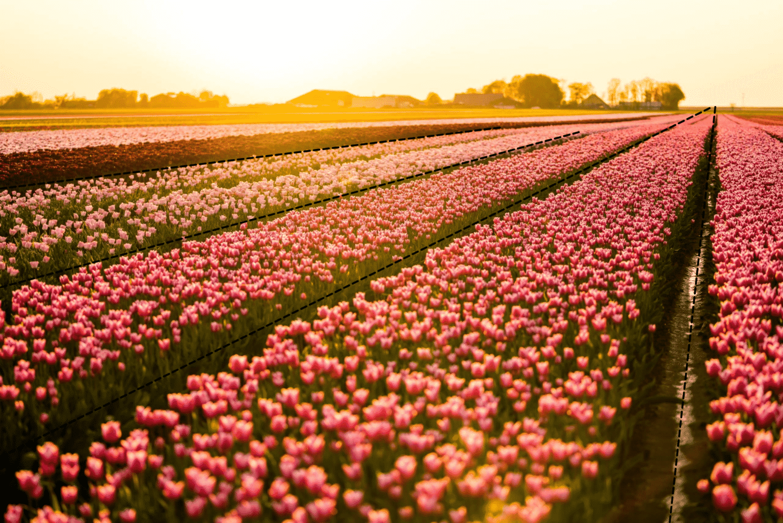 Compositie Fotografie: Orde Om De Perfecte Foto's Te Maken