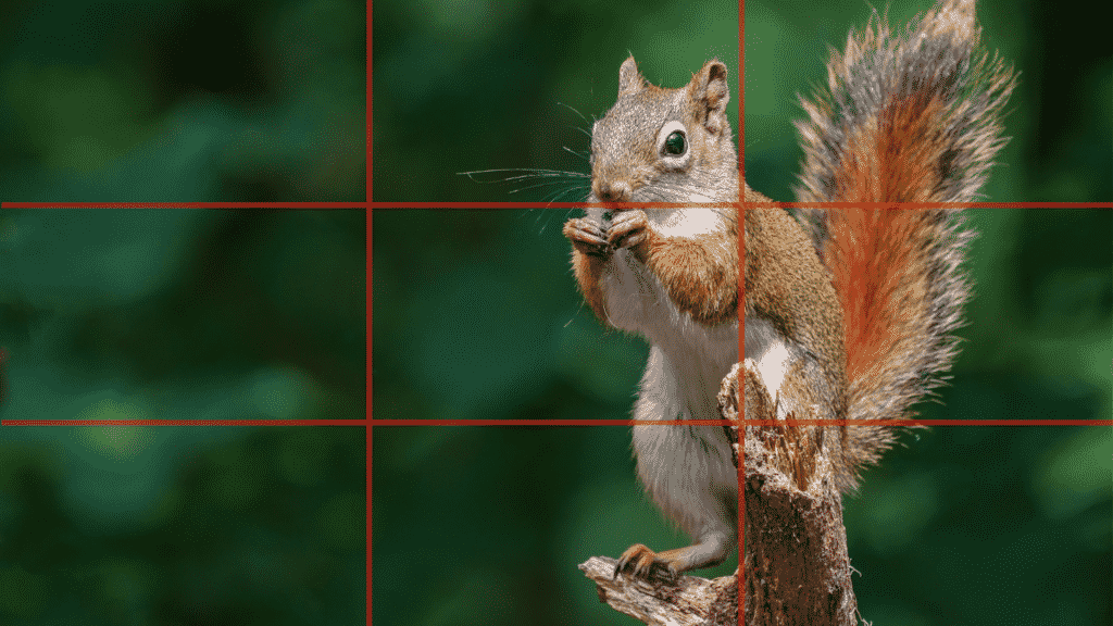 Fotografie Ploeg Benelux B.V. Regel van derde voorbeeld eekhoorn