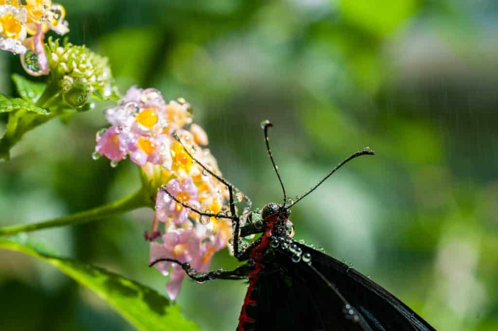 Fotografie Ploeg Benelux B.V. selective focus shot black moth pink petaled flowers with blurred background 1