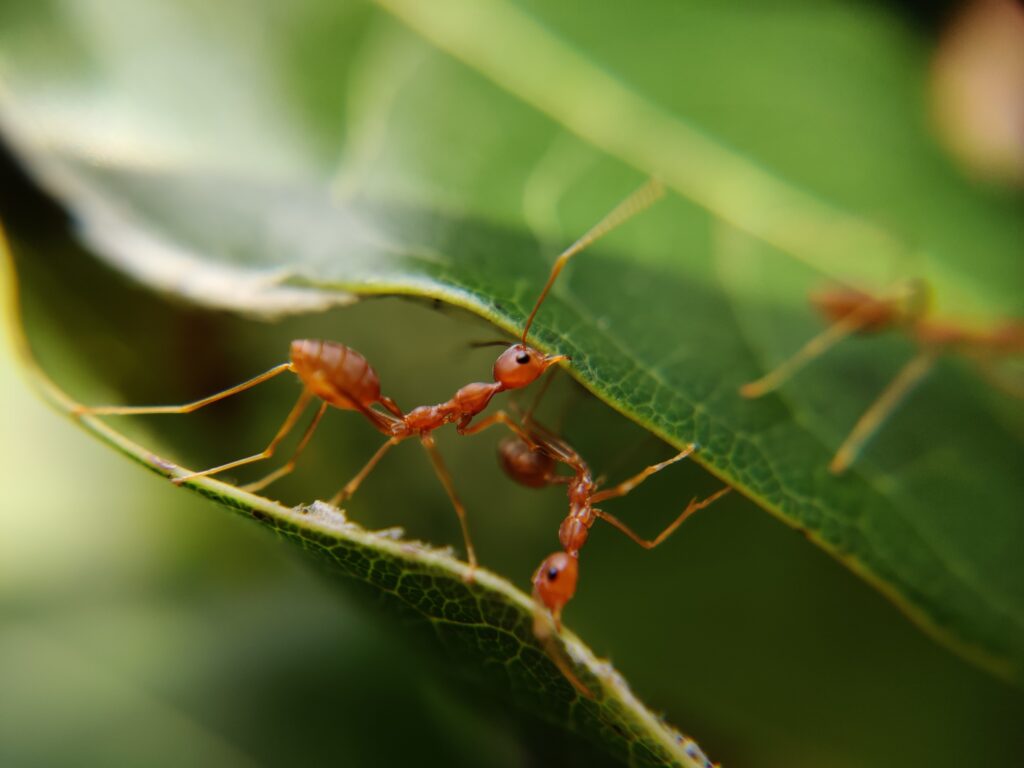 macrofotografie van insecten