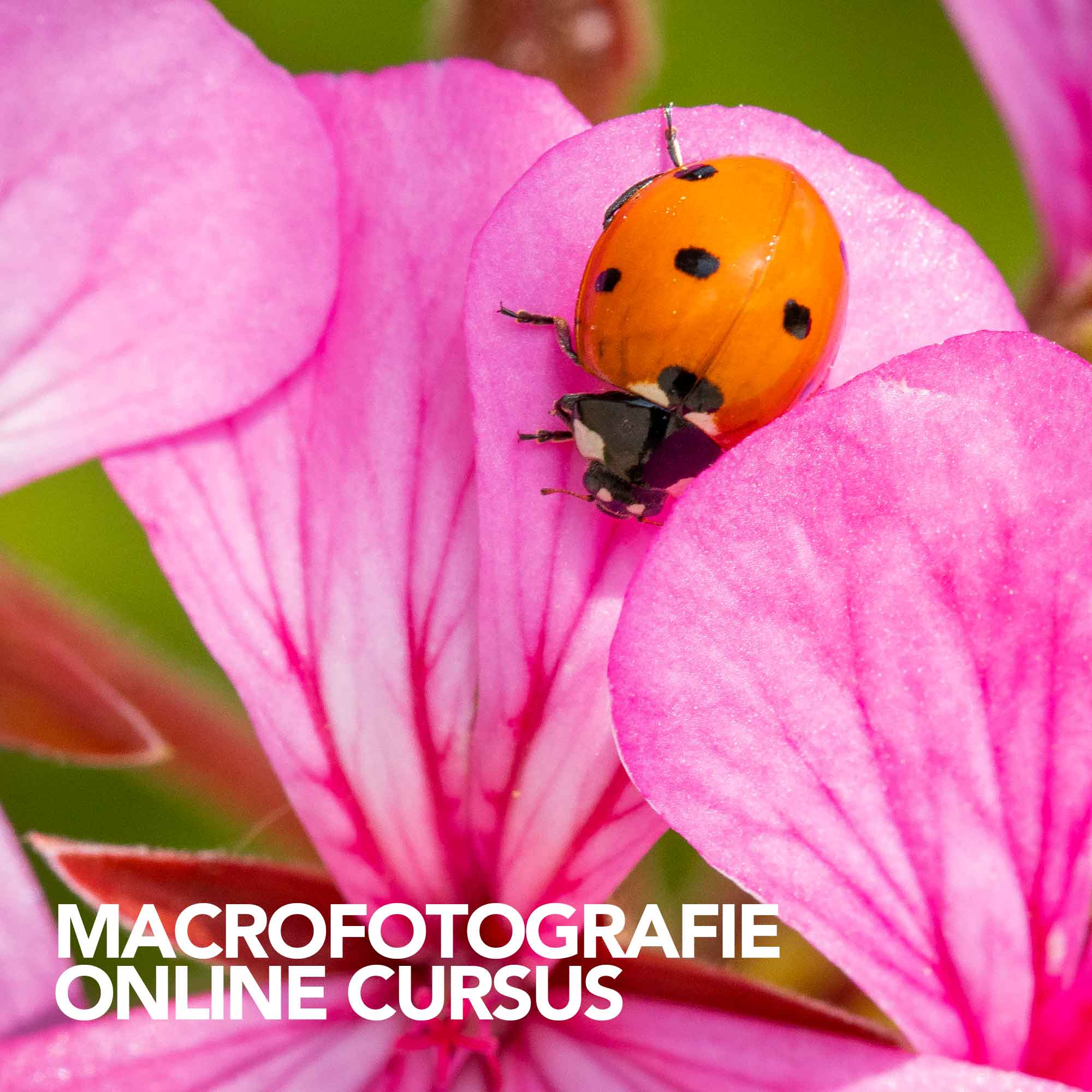 Fotografie Ploeg Benelux B.V. macro online cursus