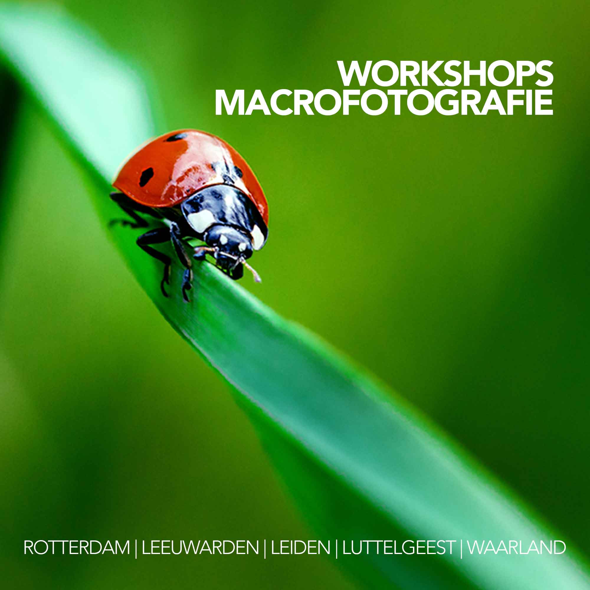 Fotografie Ploeg Benelux B.V. workshops macro