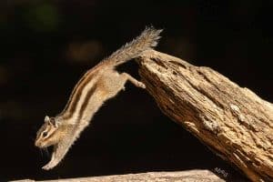 Fotografie Ploeg Benelux B.V. siberische eekhoorns anna pors