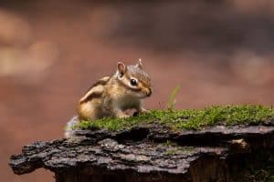 Fotografie Ploeg Benelux B.V. siberische eekhoorns rian keizer