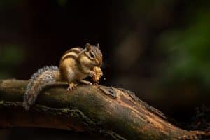 Fotografie Ploeg Benelux B.V. siberische eekhoorns willemieke