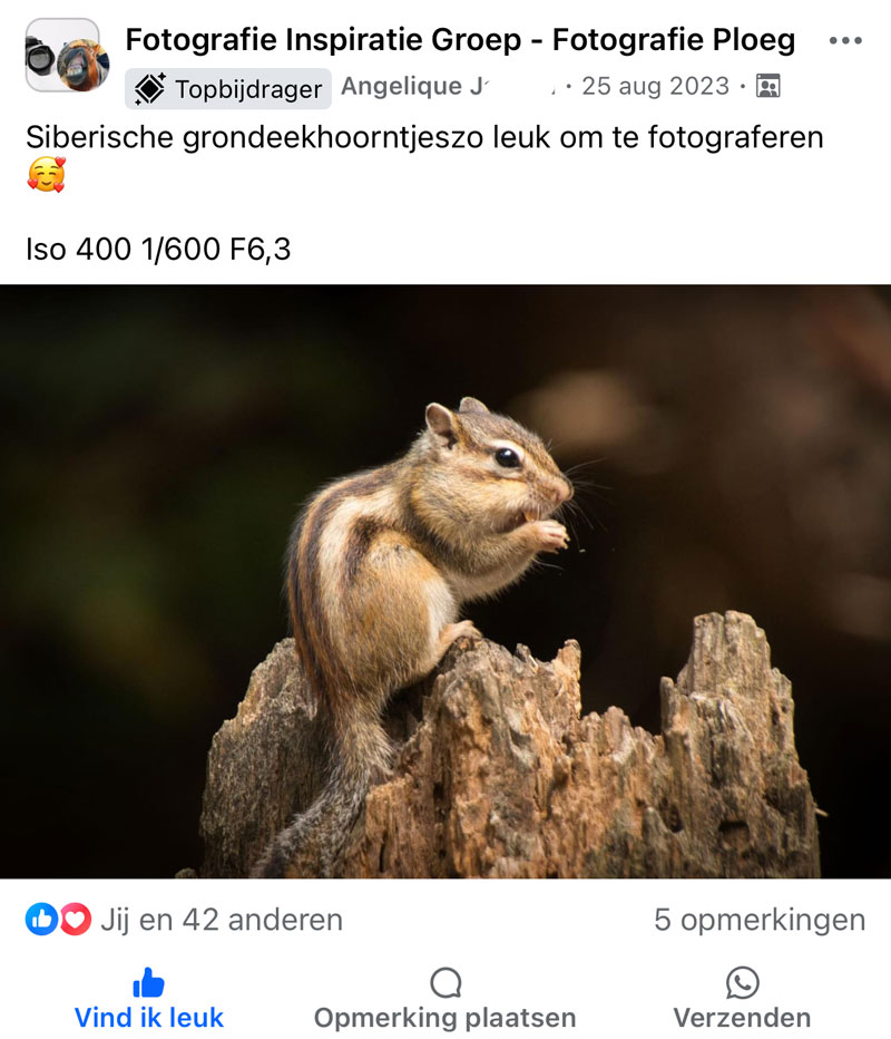 Fotografie Ploeg Benelux B.V. review fb eekhoorns 2